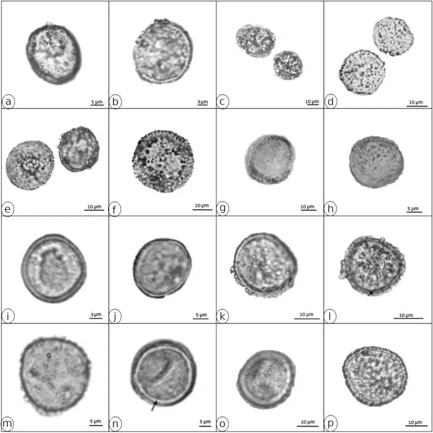 Spores-photomicrographs-of-Oncophoraceae-species-a-b-Arctoa-fulvella-a-distal-surface.jpg