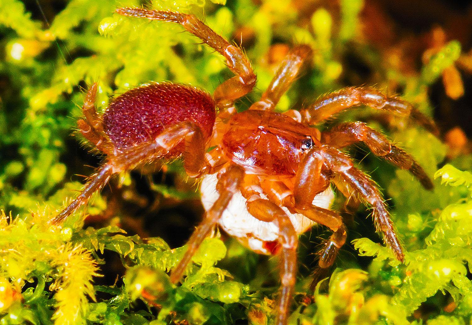 Spruce-fir-moss-spiders_Microhexura-montivaga_1medium.jpg