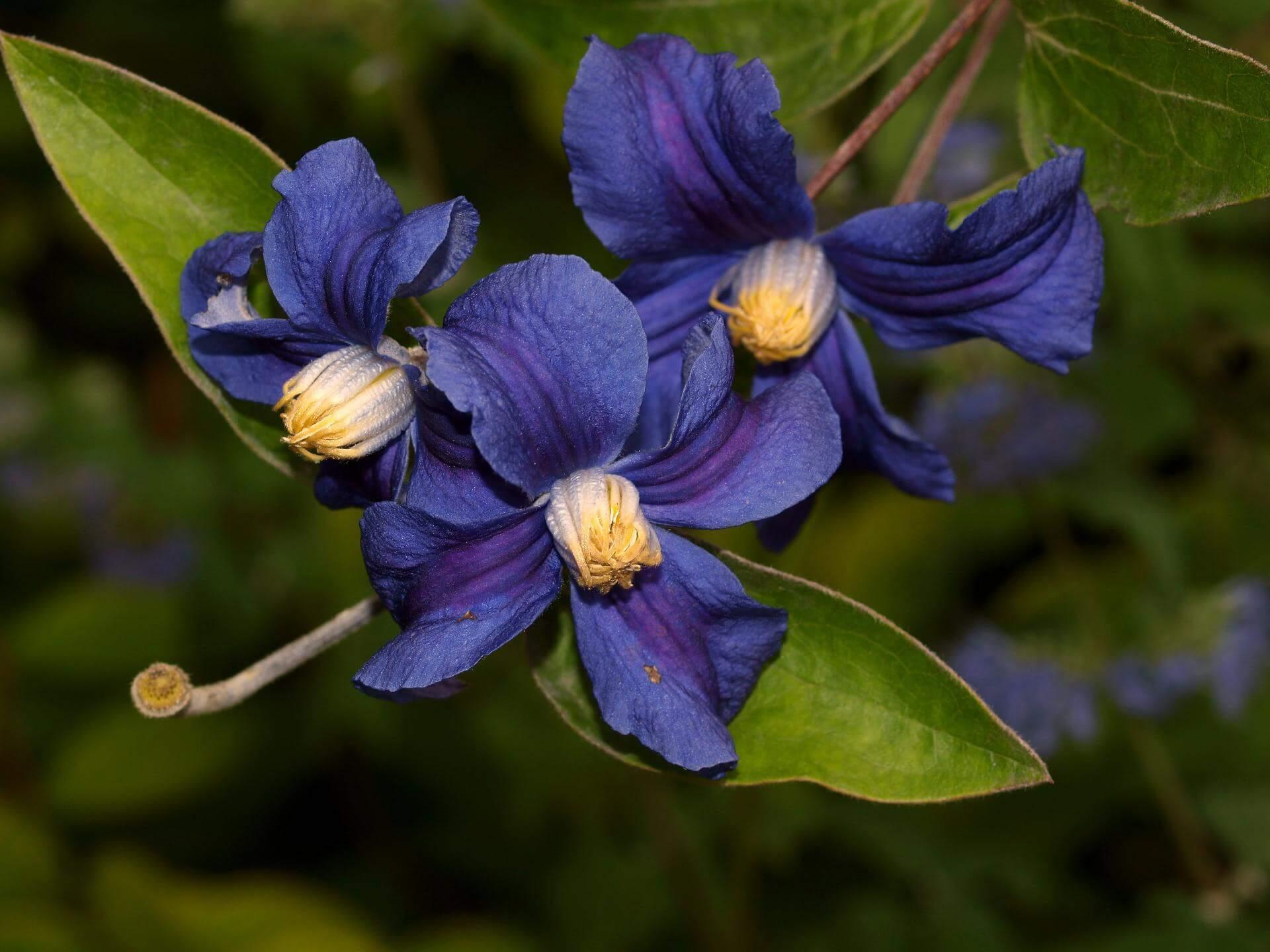 Staudenclematis+'Durandii'--16111-1920.jpg