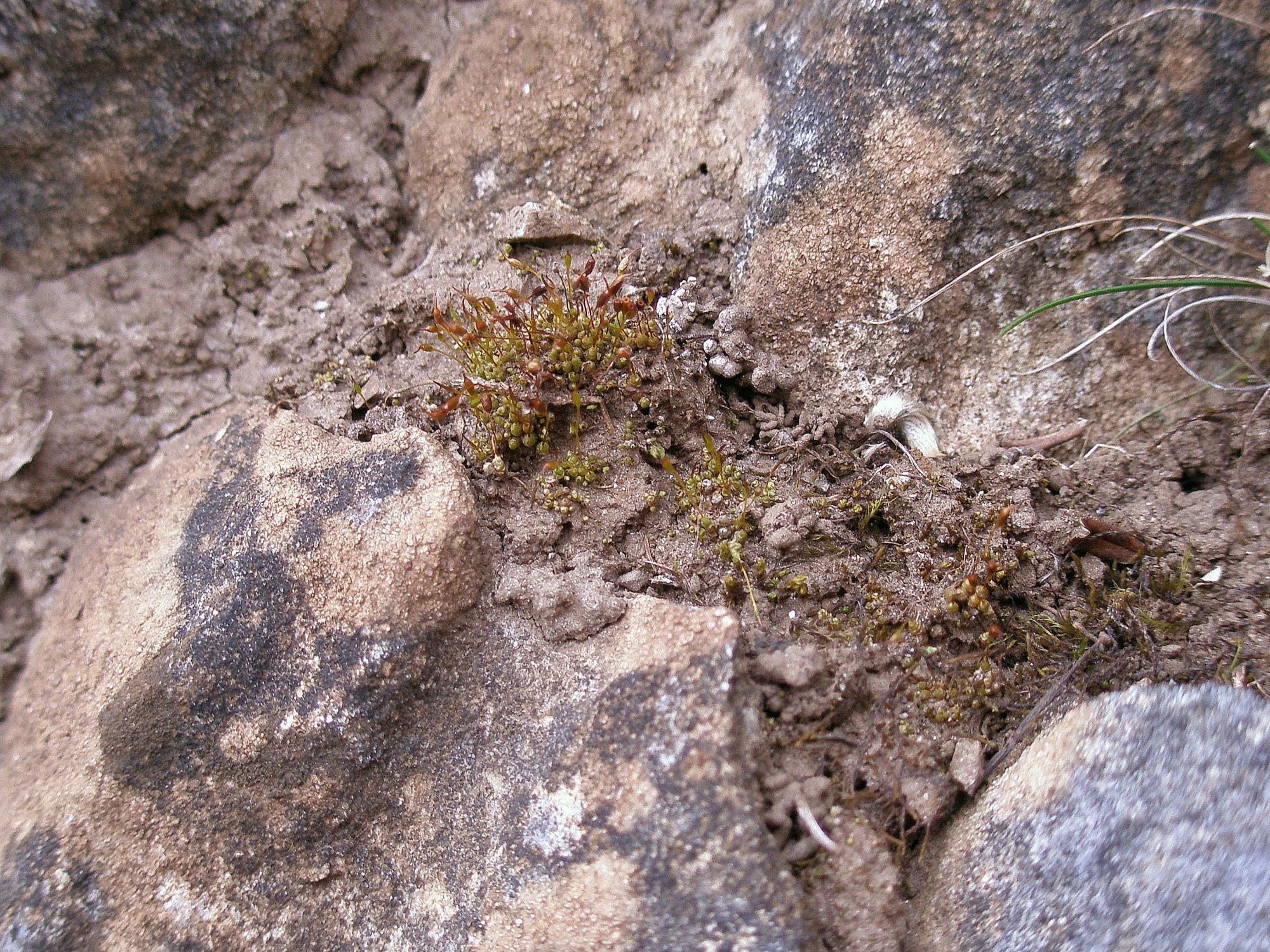 Stegonia-latifolia-2-Glen-Baddoch-Glenshee-2007_v1.jpg