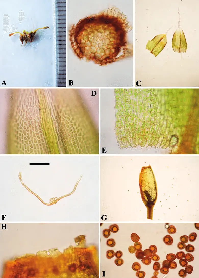 Stegonia-latifolia-var-pilifera-A-Plant-when-dry-the-length-for-each-frame-is-1-mm.png