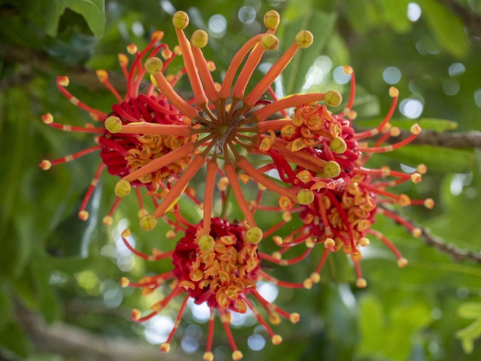 Stenocarpus-in-Killara-5-1536x1152.jpg