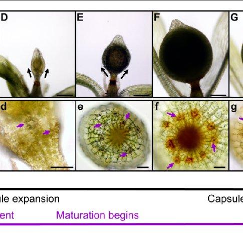 Stomatal-development-during-sporophyte-development-in-Physcomitrium-patens-A-G_Q640.jpg