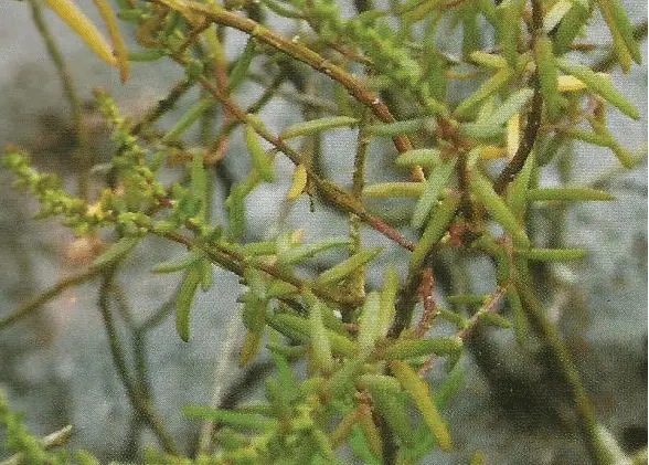 Suaeda-maritima-L-Dumort-Chenopodiaceae-family-collected-from-Indian-Sundarbans-S.png