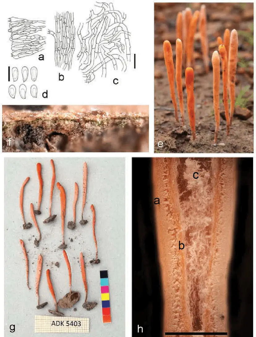 Sulzbacheromyces-miomboensis-A-De-Kesel-5403-BR-a-Auxohymenium-taken-at-half-height.png