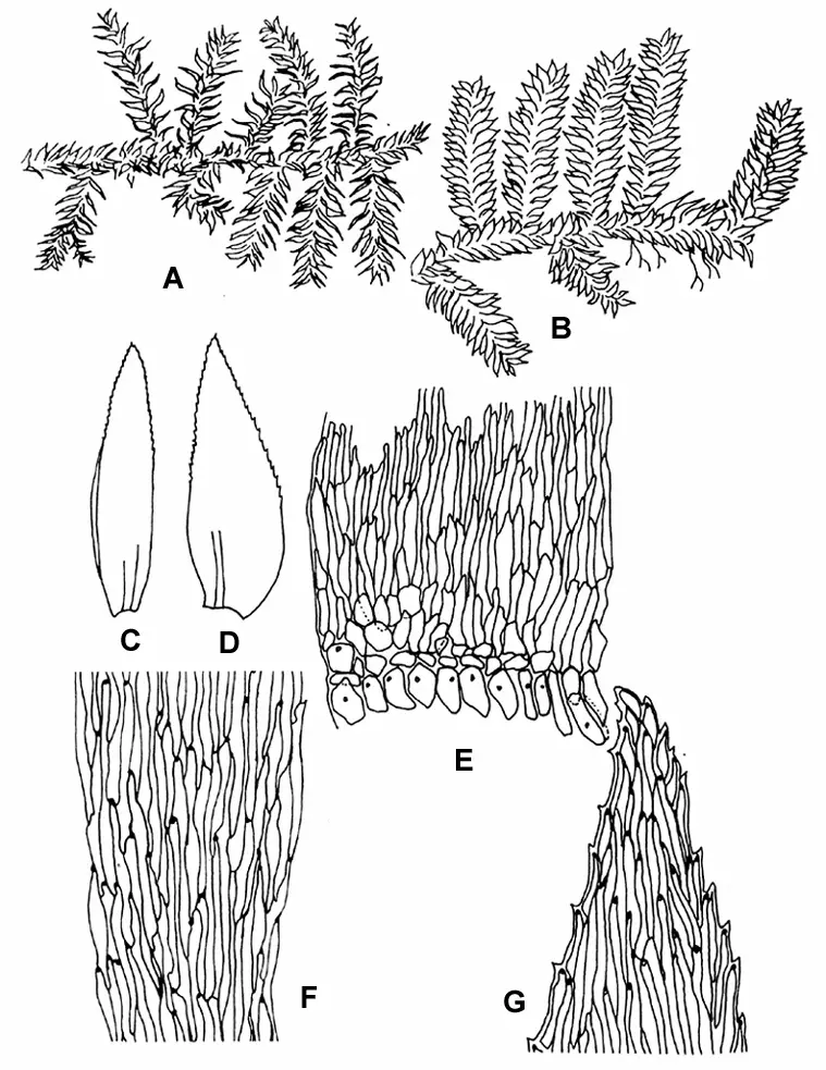 Symphyodon-erraticus-Mitt-Jaeg-A-dry-plant-667-B-wet-plant-667-C-D.png