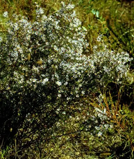 Symphyotrichum-dumosum-var-dumosum-habit.jpg