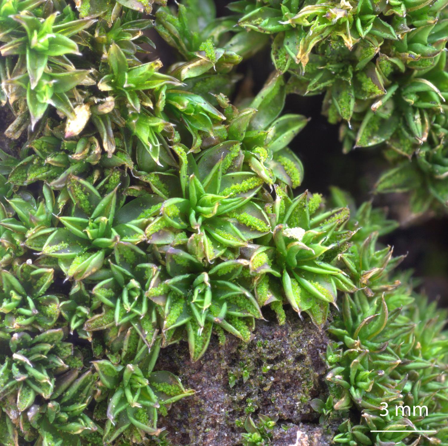 Syntrichia-papillosa-moss.jpg