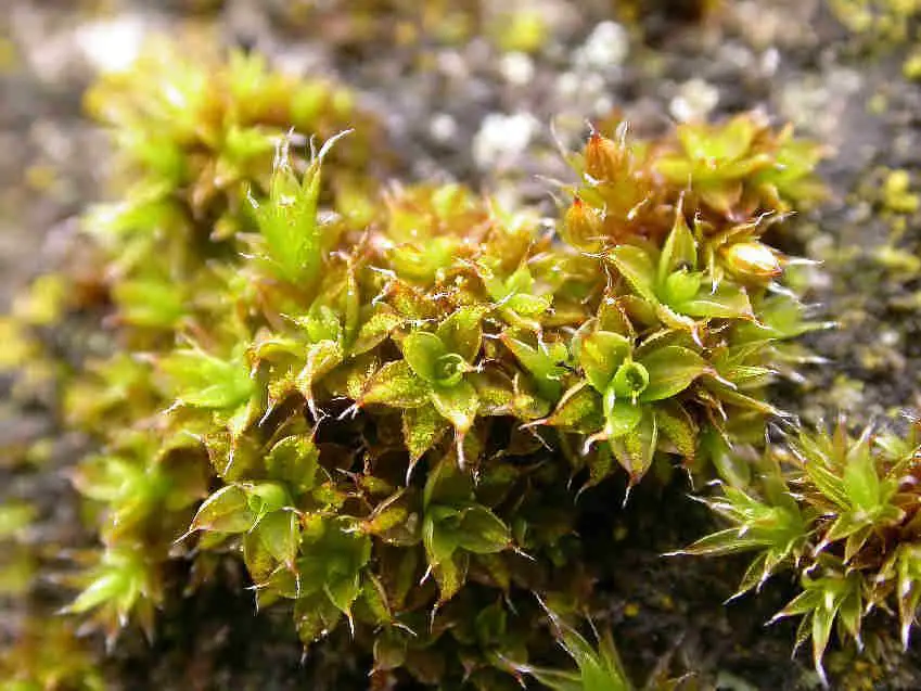 Syntrichia_papillosa_003C.JPG