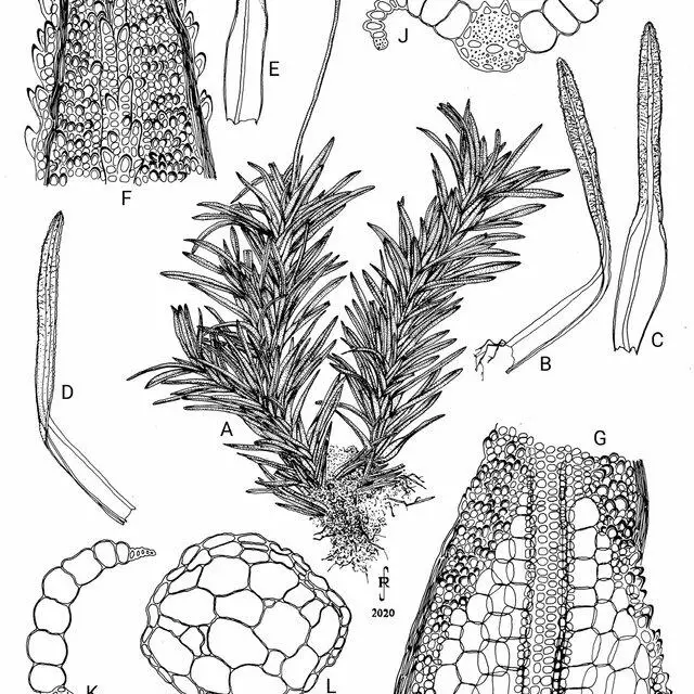 Syrrhopodon-albovaginatus-Schwaegr-A-Habit-of-fertile-plant-drawn-moist-B-E-Stem_Q640.jpg