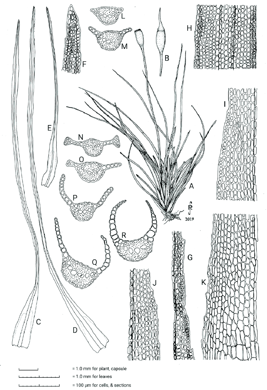 Syrrhopodon-aristifolius-Mitt-A-Habit-of-fertile-plant-drawn-moist-B-Detail-of.png