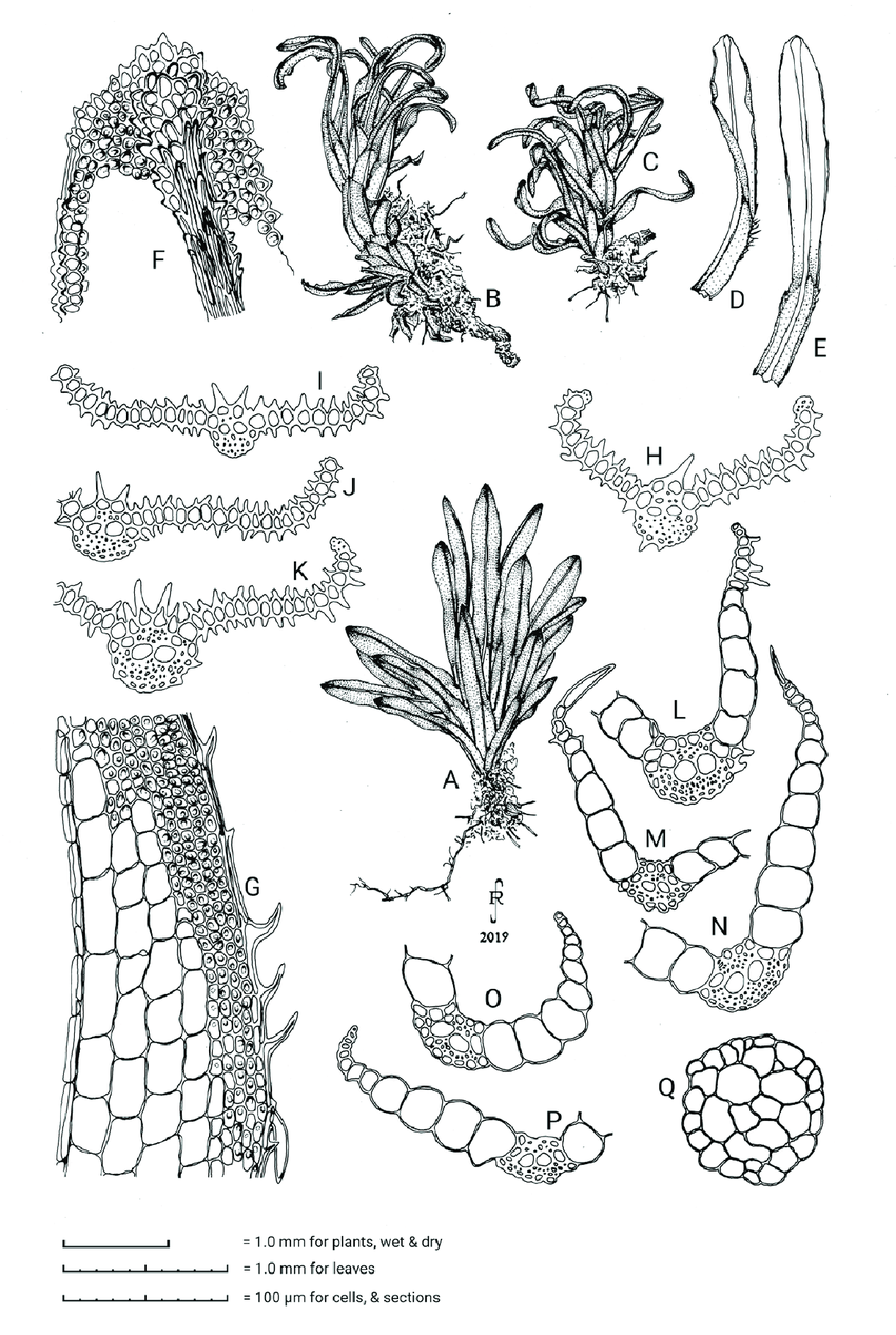 Syrrhopodon-armatus-Mitt-A-Habit-of-plant-drawn-moist-B-C-Habit-of-plants-drawn.png