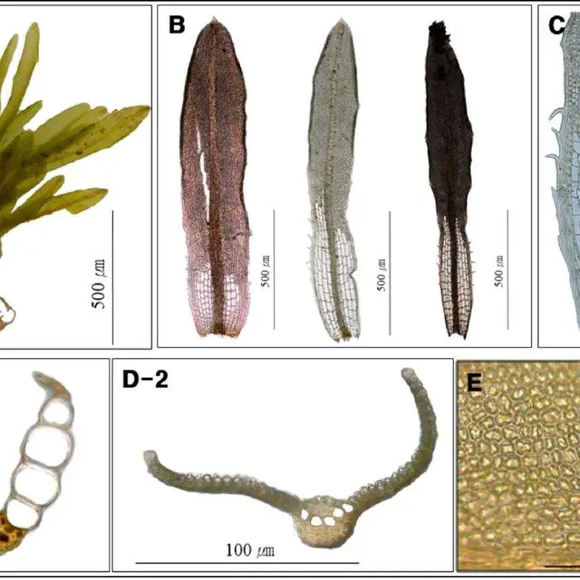 Syrrhopodon-armatus-Mitt-A-Plant-B-Leaves-C-Basal-part-of-leaf-D-Cross-section-of_Q640.jpg