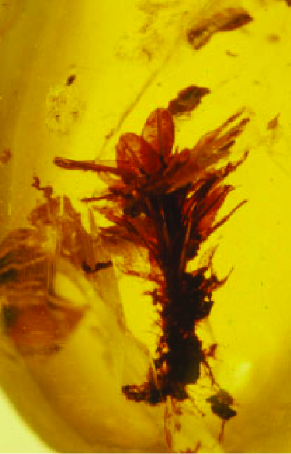 Syrrhopodon-incompletus-in-Dominican-amber.png