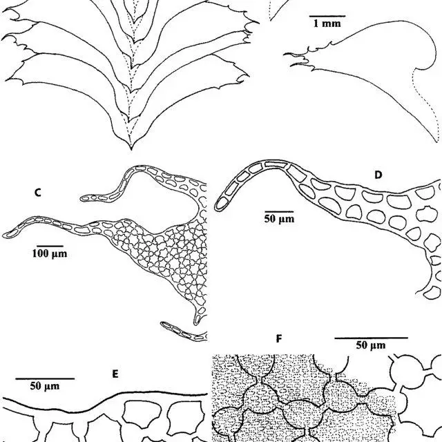 Syzygiella-ciliata-A-Habit-in-dorsal-view-B-Leaves-C-Leaf-apex-showing-teeth-D_Q640.jpg