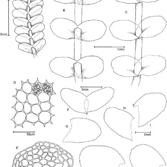 Syzygiella-concreta-A-B-Sterile-gametophyte-ventral-view-C-Ibid-dorsal-view-D_Q640.jpg