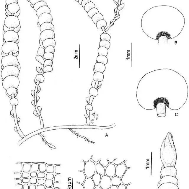 Syzygiella-renifolia-A-Habit-with-gynoecium-in-lateral-view-female-bracteole-not_Q640.jpg