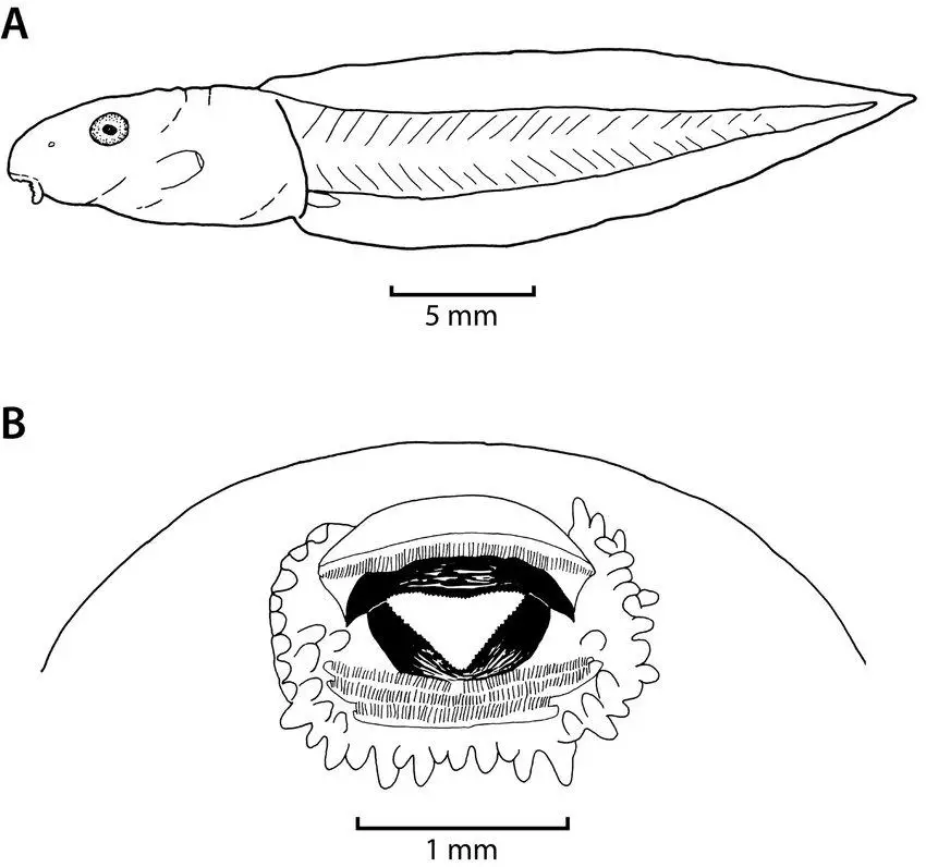 Tadpole-of-H-jackie-Stage-32-ZFMK-97193-in-lateral-view-A-and-oral-disc-B.png