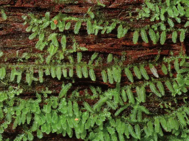 Telaranea-chaetocarpa-growing-on-the-side-of-a-rotten-log-photo-p-lowry-photo-e-a.png