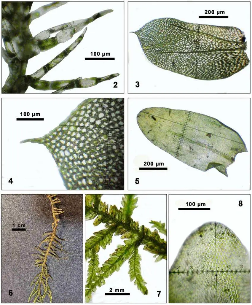 Telaranea-coactilis-Spruce-JJEngel-GLMerr-part-of-shoot-dorsal-view-from-T.jpg
