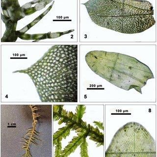 Telaranea-coactilis-Spruce-JJEngel-GLMerr-part-of-shoot-dorsal-view-from-T_Q320.jpg