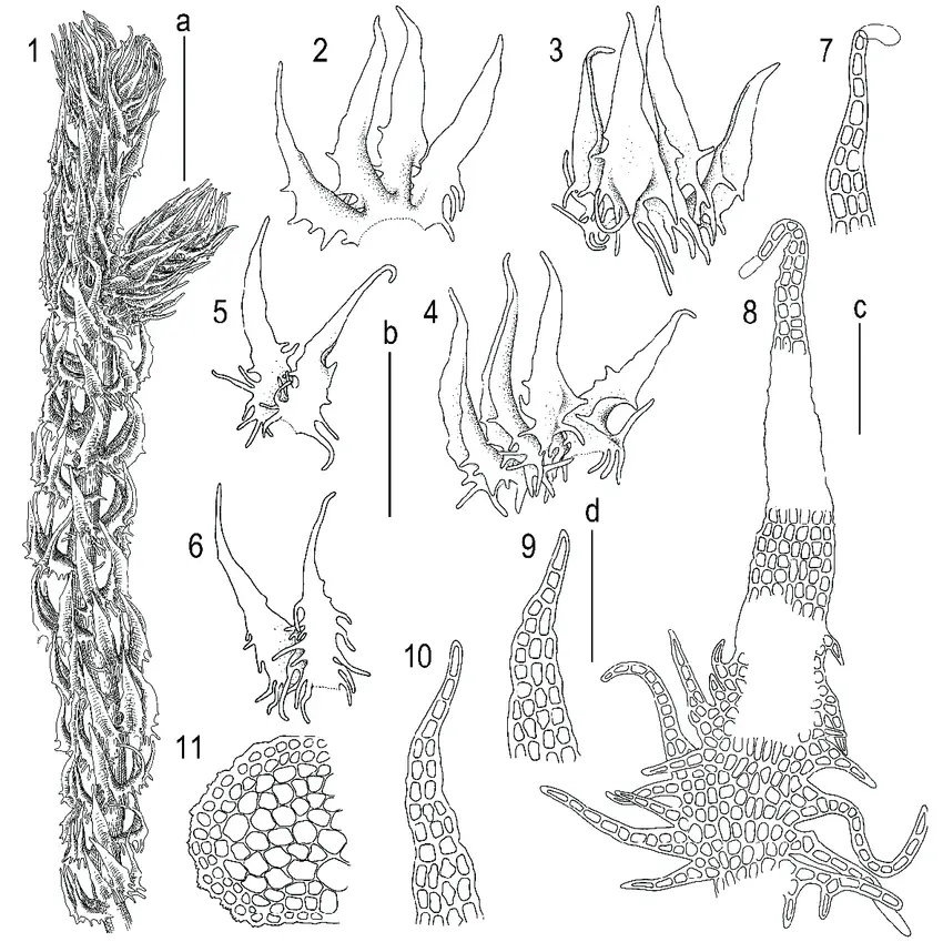 Tetralophozia-filiformis-Steph-Urmi-1-plant-habit-ventral-view-2-4-leaves.png