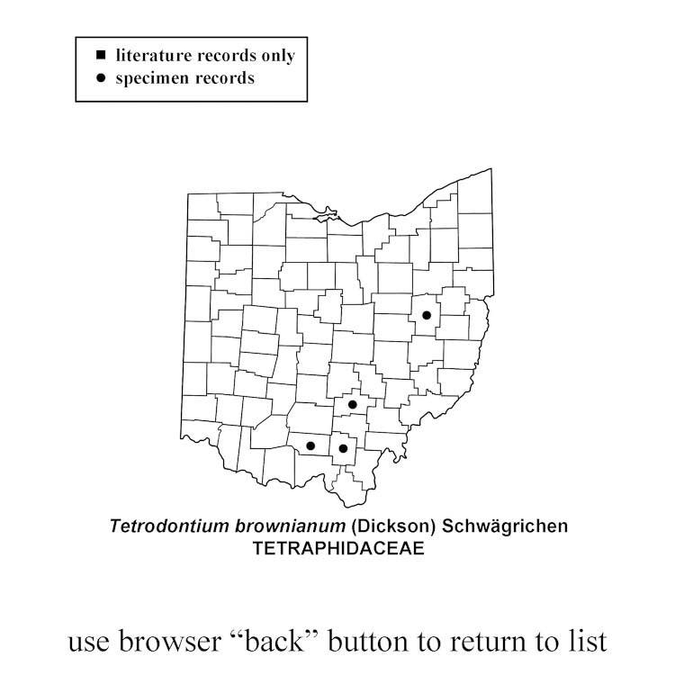 Tetrodontium-brownianum.jpg