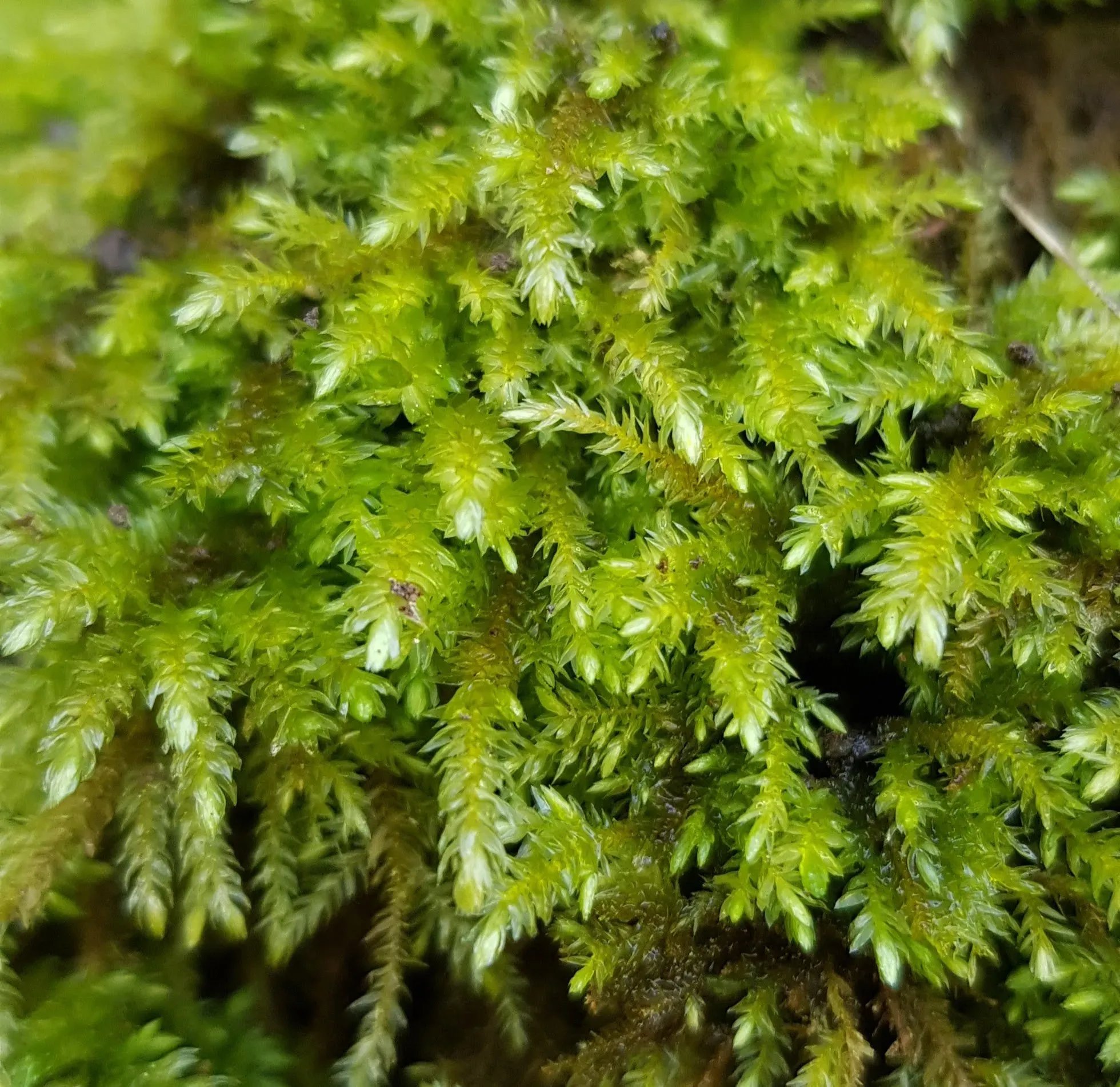 Thamnobryum-alopecurum-Foxtail-Feather-moss.jpg