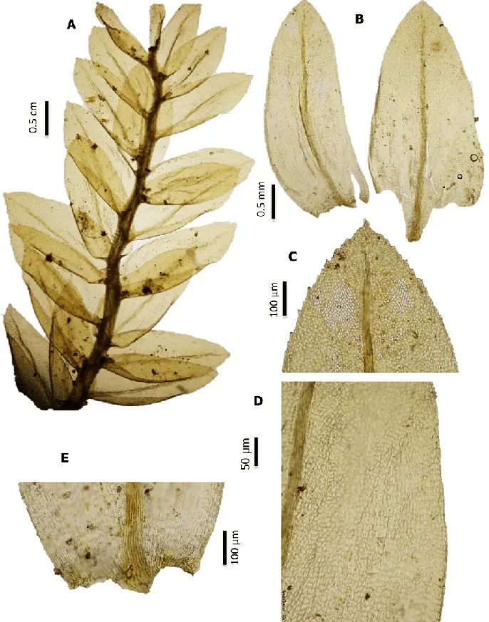 Thamnobryum-latifolium-A-Plant-B-Leaves-C-Leaf-apex-D-Lamina-cells-E-Leaf-base.png