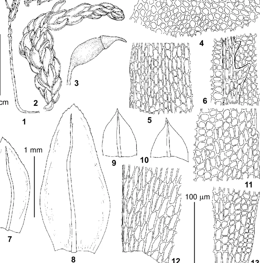 Thamnobryum-neckeroides-from-lectotype-of-Thamnium-vorobjovii-Laz-KW-1-habit-dry.png