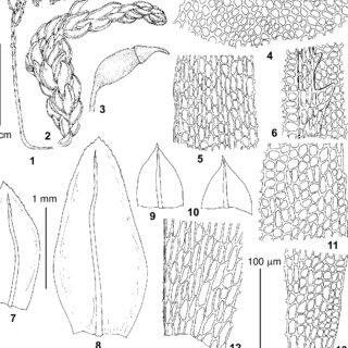 Thamnobryum-neckeroides-from-lectotype-of-Thamnium-vorobjovii-Laz-KW-1-habit-dry_Q320.jpg