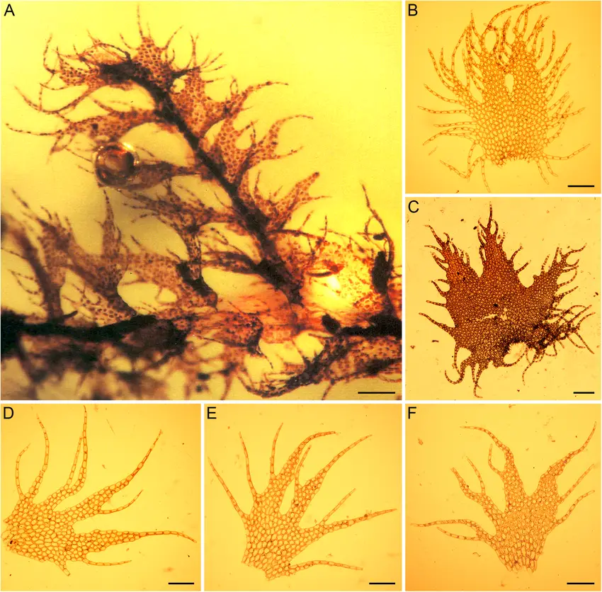 The-Eocene-liverwort-fossil-Ptilidium-sp-A-and-leaves-of-extant-representatives-of.png
