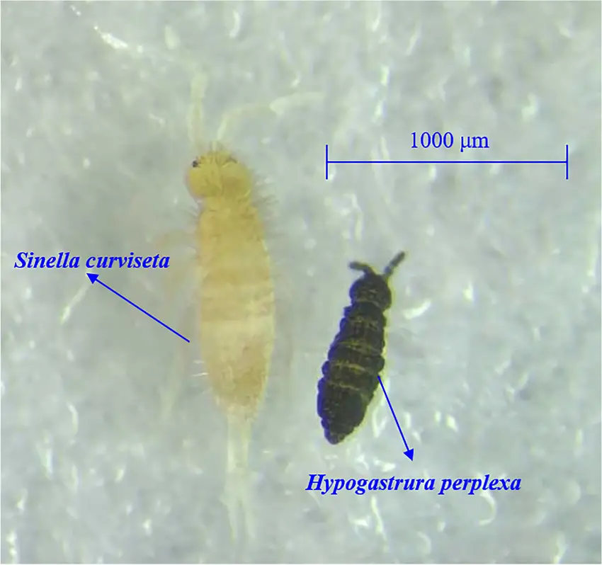 The-collembolan-species-Sinella-curviseta-and-Hypogastrura-perplexa-with-different-body.png
