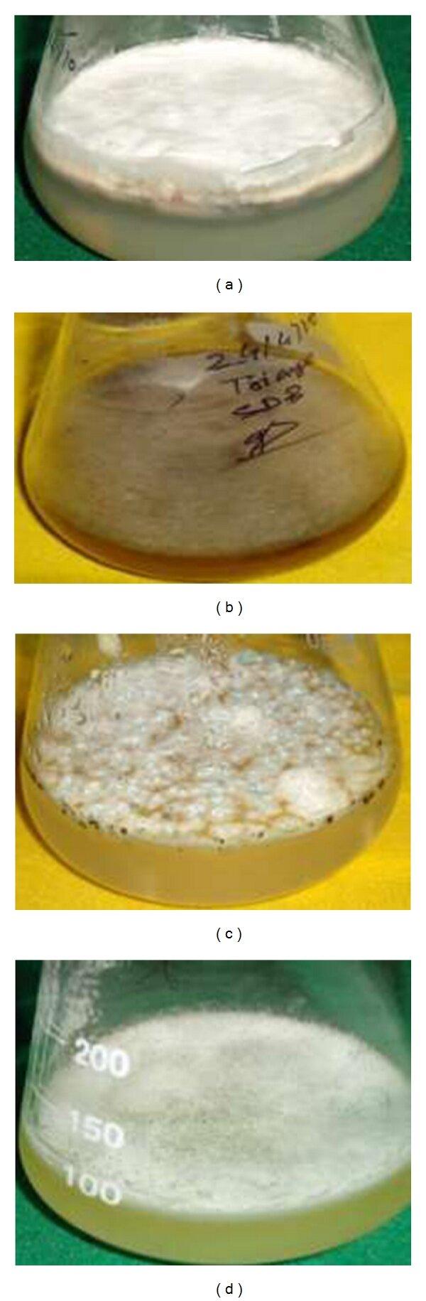 The-culture-of-a-Fusarium-oxysporum-b-Trichophyton-ajelloi-in-Suboraud-dextrose.png