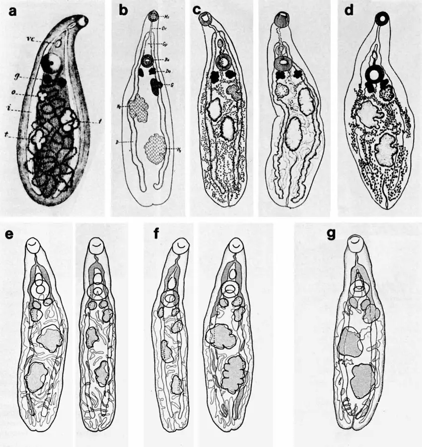 The-drawings-of-Phyllodistomum-conostomum-and-P-umblae-presented-in-the-literature-All.png