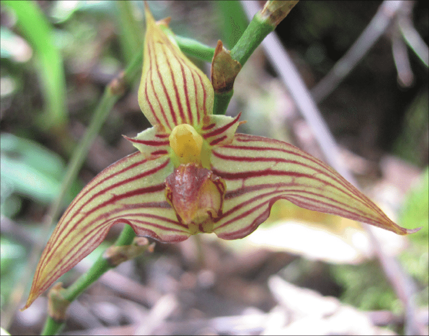 The-flower-of-Bulbophyllum-tahitense-Nadeaud-type-form-Tahiti-Pic-Vert-160609-06-gggg.png