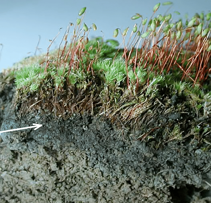 The-formation-of-organo-accumulative-horizons-under-moss-turfs-Bryum-caespiticium-Hedw.png
