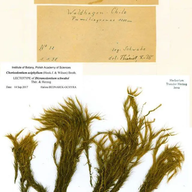 The-label-of-the-lectotype-of-Chorisodontium-aciphyllum-Hookf-Wilson-Broth-JE_Q640.jpg
