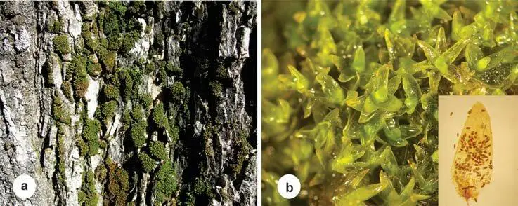 The-moss-Orthotrichum-obtusifolium-a-Montenegrin-population-on-the-bark-of-an-elm-tree.png