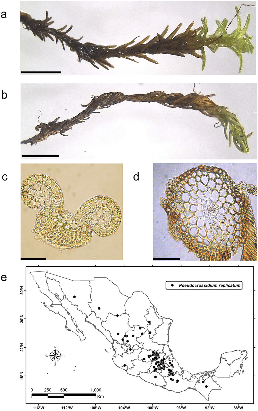 The-species-P-replicatum-Taylor-R-H-Zander-is-widely-distributed-in-Mexico-The.png