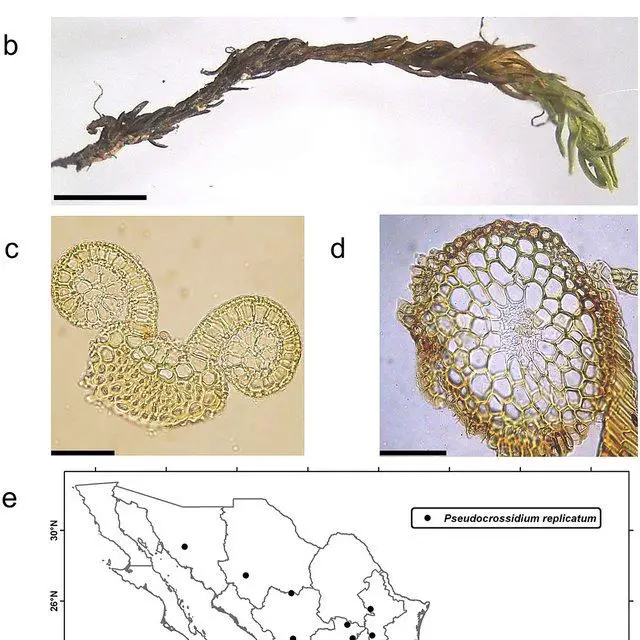 The-species-P-replicatum-Taylor-R-H-Zander-is-widely-distributed-in-Mexico-The_Q640.jpg