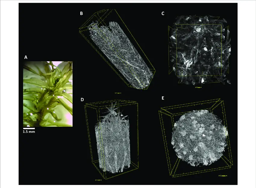 The-terrestrial-bryophyte-Pleurochaete-squarrosa-Brid-Lindb-A-Visualized-through.png