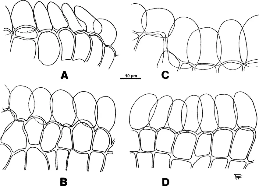 The-upper-margin-of-the-capsule-mouth-with-the-annulus-cells-in-Crossidium.png