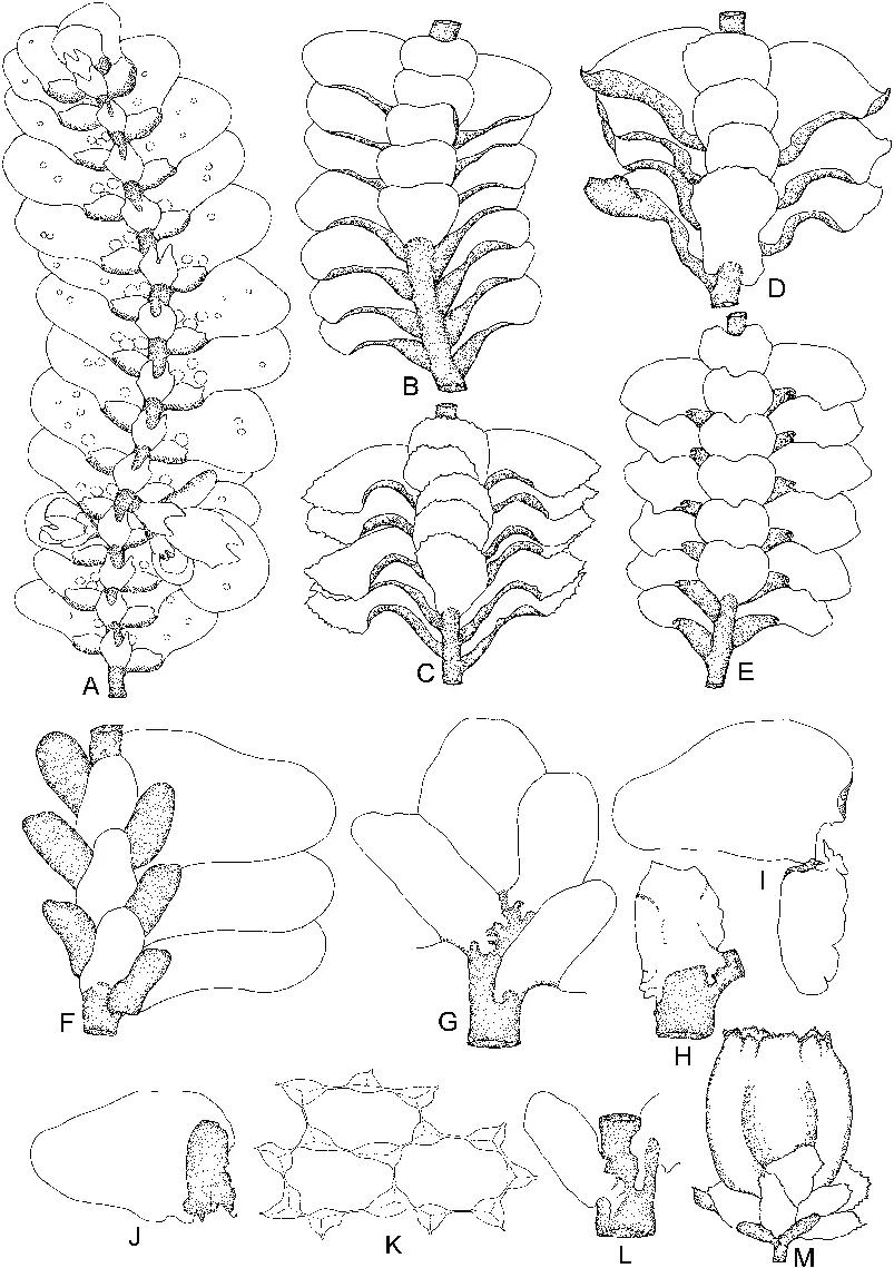 Thiersianthus-silamensis-RLZhu-LShu-A-Part-of-plant-ventral-view-Thysananthus.png