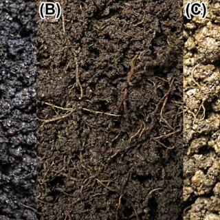 Three-main-soil-types-occupied-by-D-cornubicum-a-sandy-loam-derived-from-clinker-waste_Q320.jpg