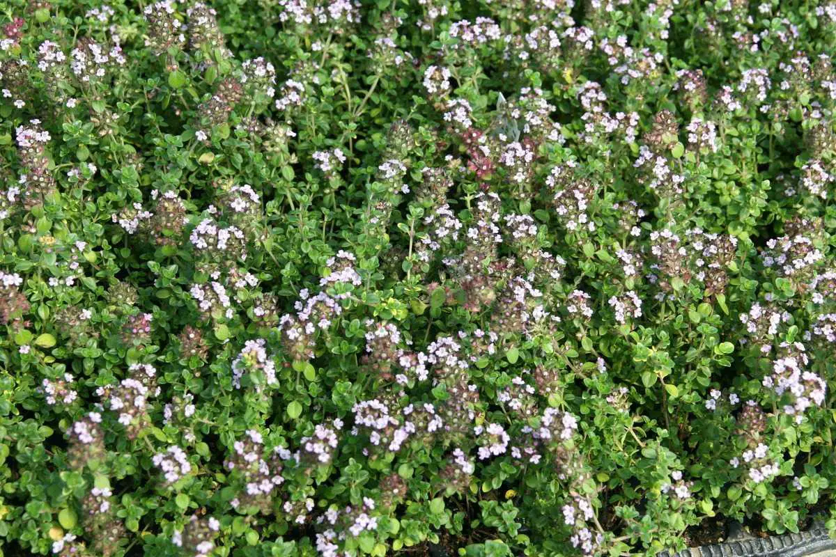 Thymus-comosus-Doone-Valley.jpg