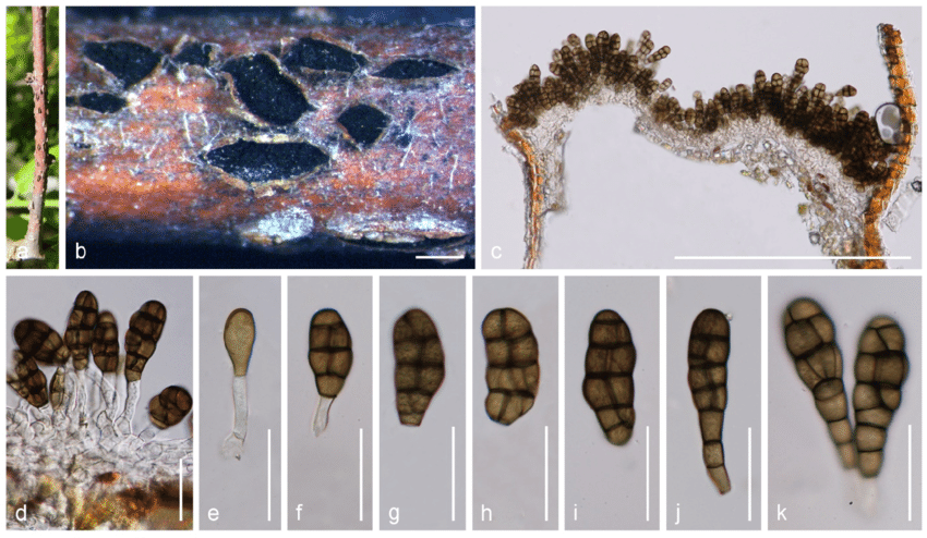 Thyrostroma-celtidis-MFLU-16-1800-holotype-a-b-Sporodochia-on-host-surface-c.png