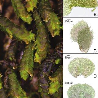 Thysananthus-ciliaris-Sande-Lac-Sukkharak-A-Shoots-of-dried-plants-with-laciniate_Q320.jpg