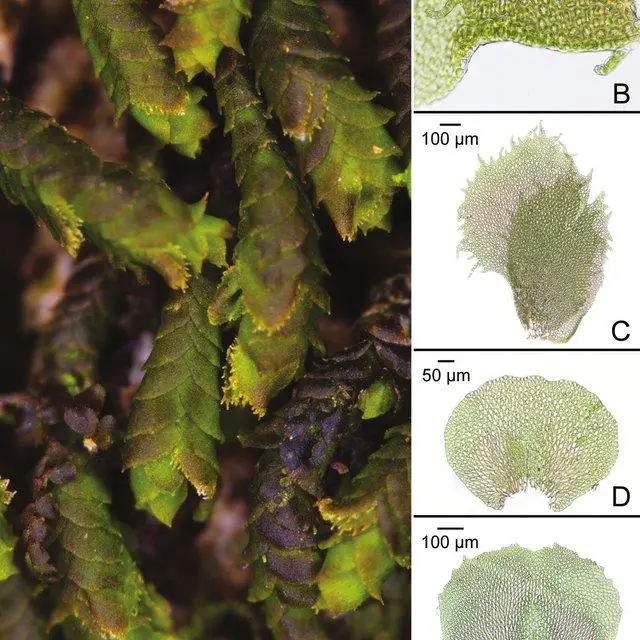 Thysananthus-ciliaris-Sande-Lac-Sukkharak-A-Shoots-of-dried-plants-with-laciniate_Q640.jpg