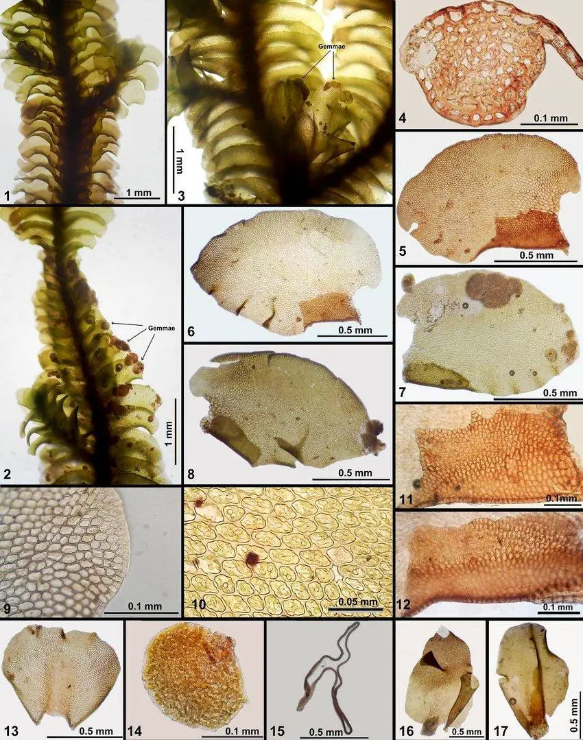 Thysananthus-repletus-Taylor-Sukkharak-Gradstein-1-A-portion-of-plant-in-ventral.jpg